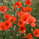 Red poppies