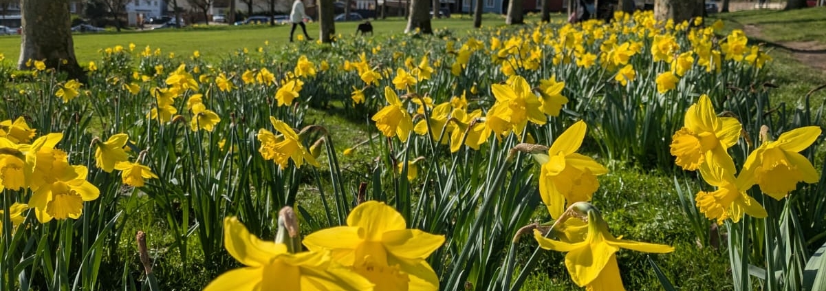 Daffodils on the common