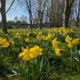 Daffodils on the common